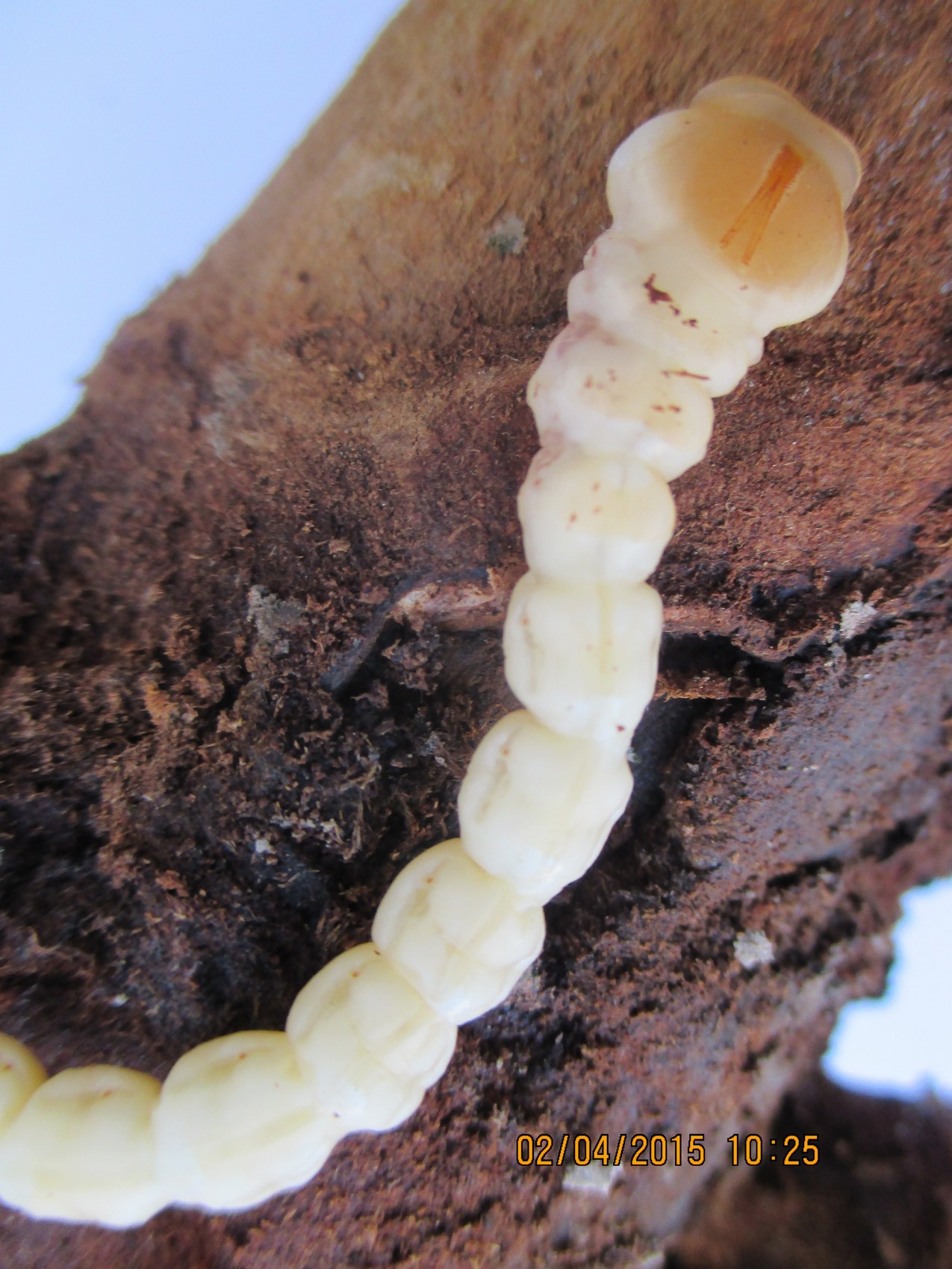 Capnodis tenebrioni - larva zilogriza.jpg